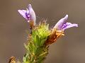 Fern-Leaf Swampweed